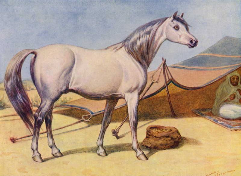 Arabisk hest (farge litho) av Edward Brice Montefiore
