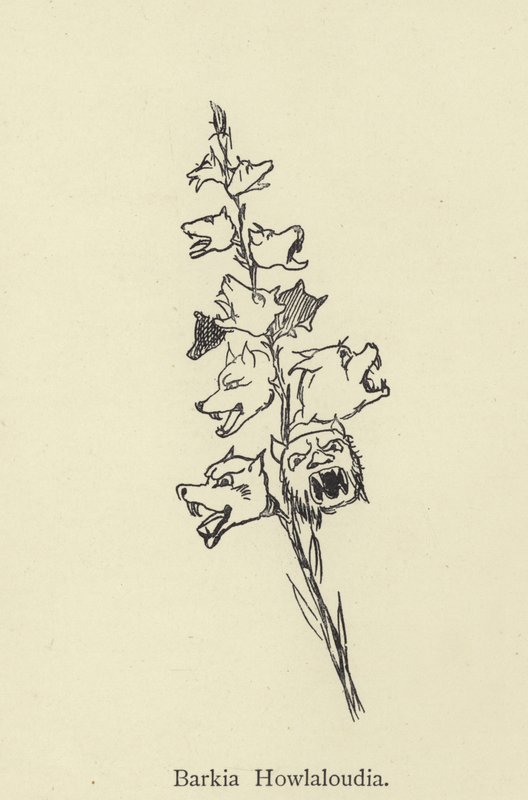 Barkia Howlaloudia av Edward Lear