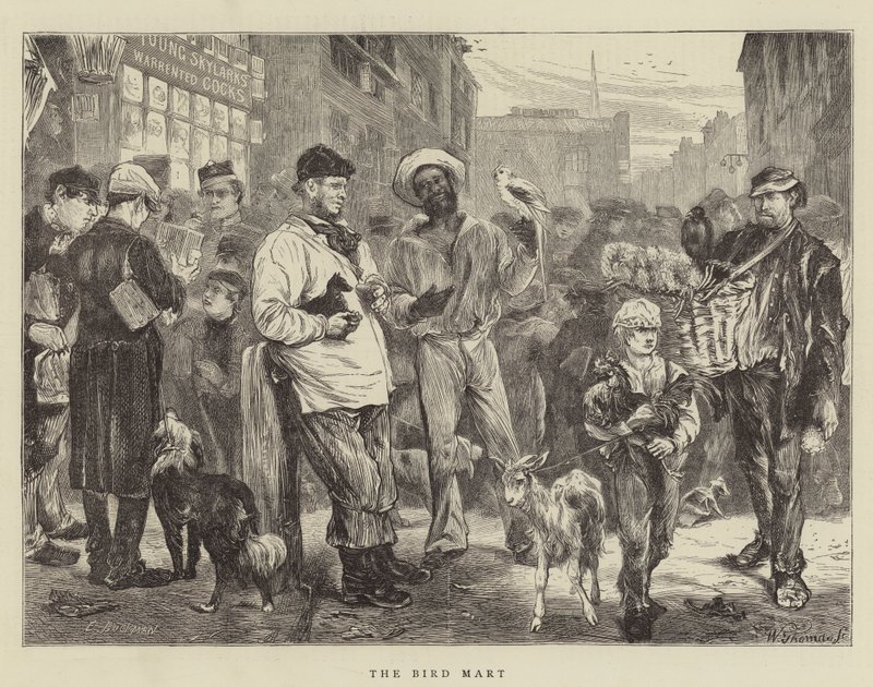 The Bird Mart av Edwin Buckman