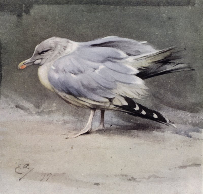 Syk fiskemåke av Edwin John Alexander