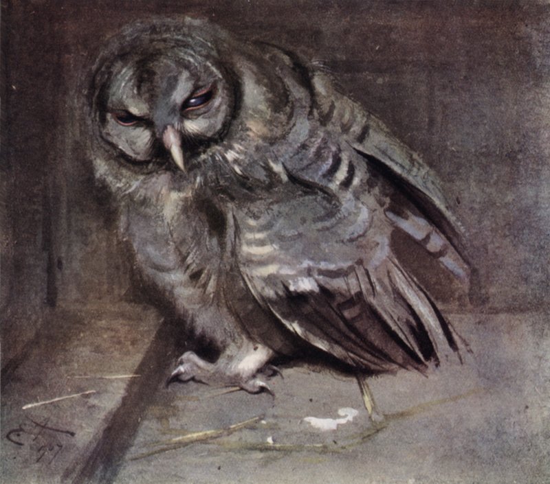 Ung brun ugle av Edwin John Alexander