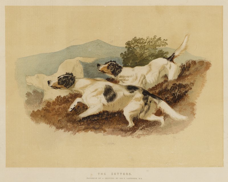 Setterne av Edwin Landseer