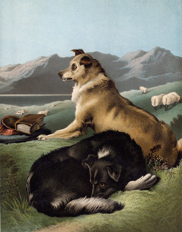 Collie hunder av Edwin after Landseer