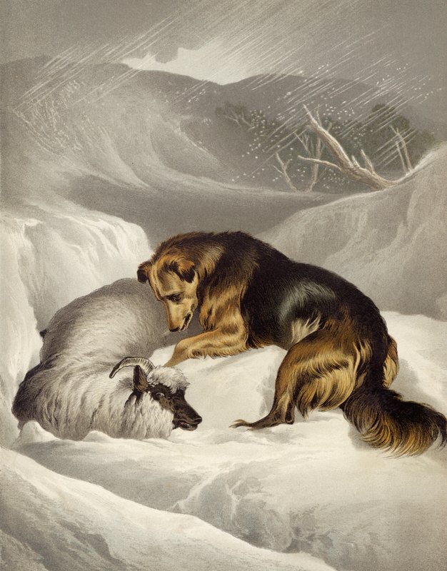 Saueredning av Edwin after Landseer