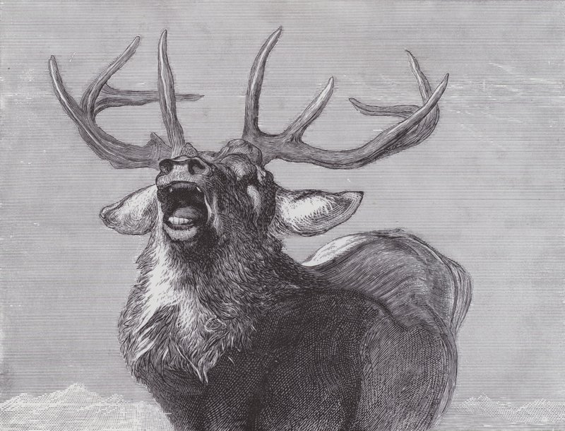 En utfordring av Edwin (after) Landseer