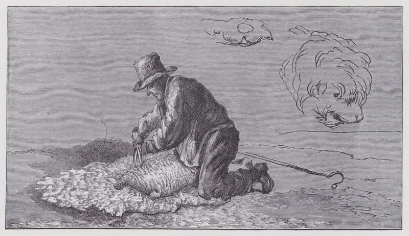 Saueklipping av Edwin (after) Landseer
