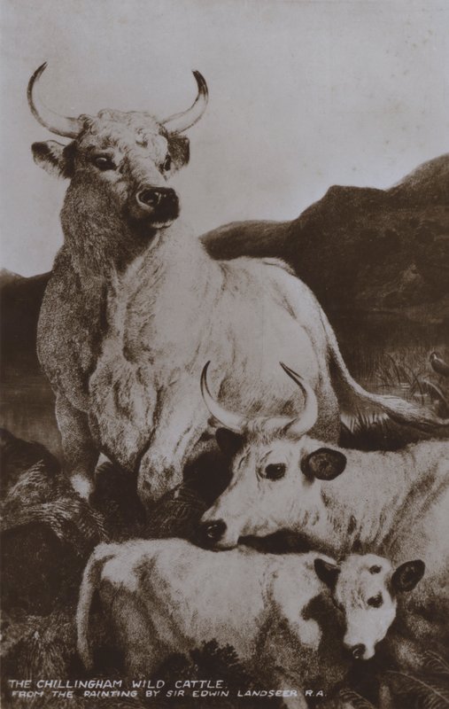 The Chillingham Wild Cattle (s/h-bilde) av Edwin (after) Landseer