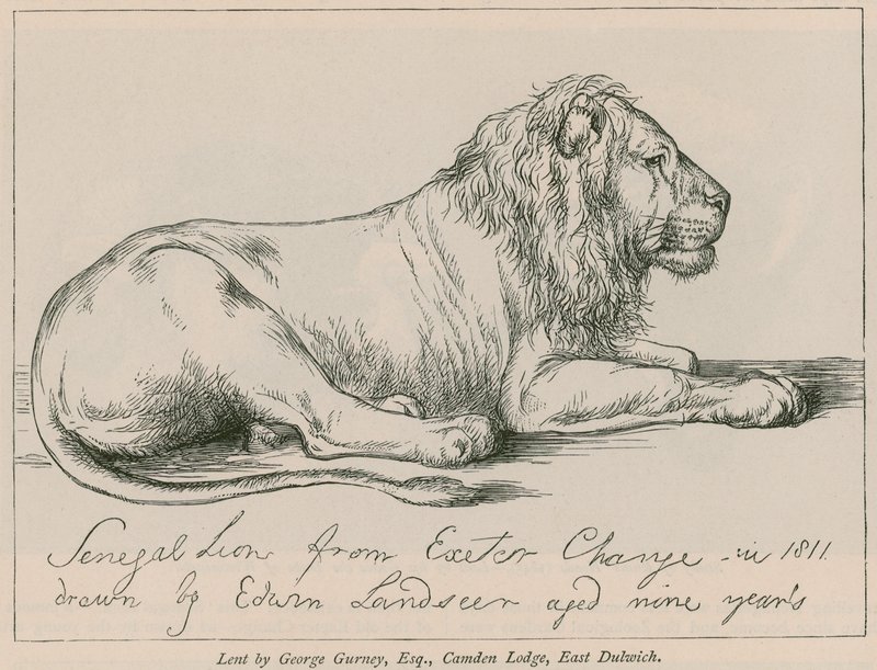 Senegal Lion fra Exeter Change av Edwin Landseer
