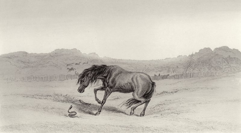 Forskrekket! av Edwin Landseer
