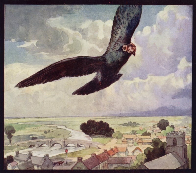 En bæredue på vingen (farge litho) av Edwin Noble