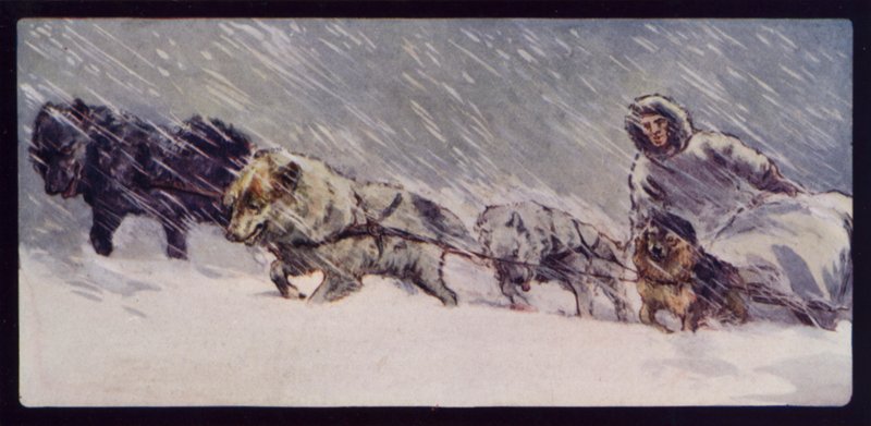 Et Esquimaux Sledge Dog Team (fargebilde) av Edwin Noble