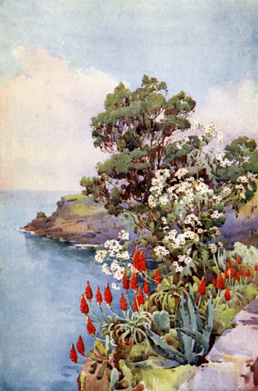 Aloe and Daisy Tree (farge litho) av Ella Du Cane
