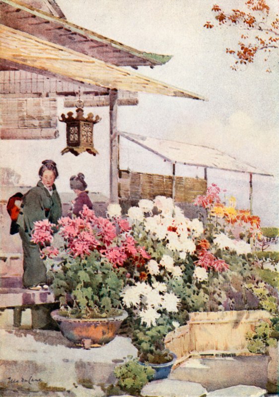 Krysantemum (farge litho) av Ella Du Cane