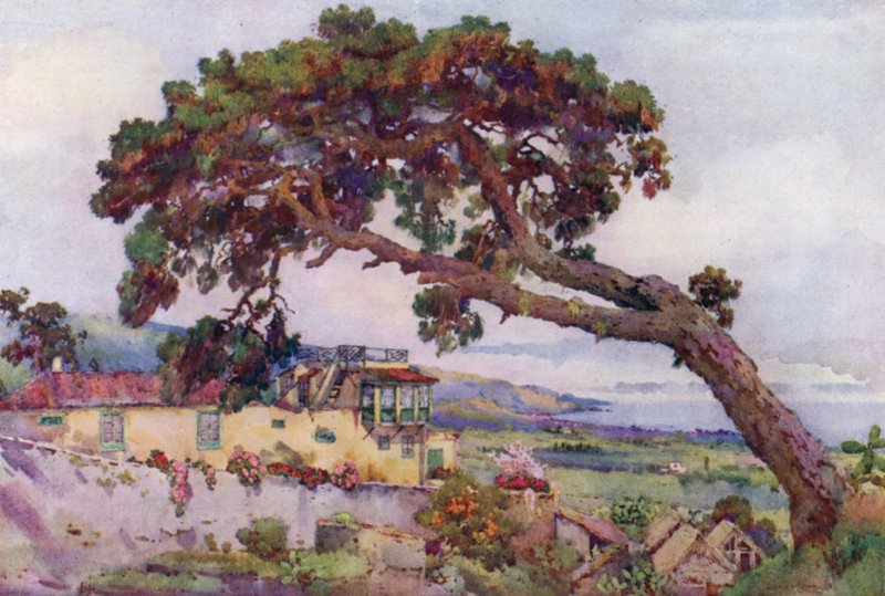 The Canary Pine (farge litho) av Ella Du Cane