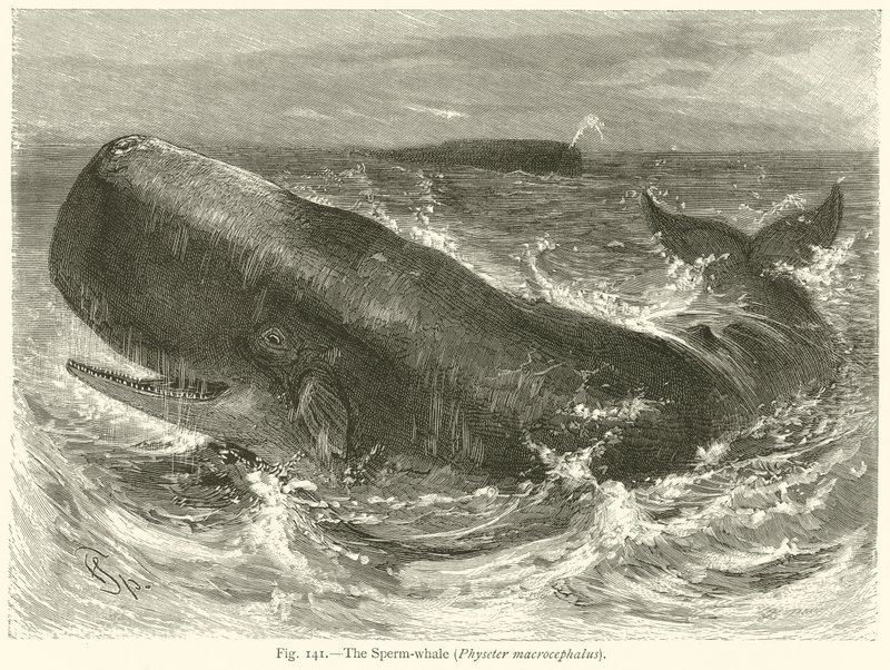 Sperm-hvalen (Physeter Macrocephalus) av English School