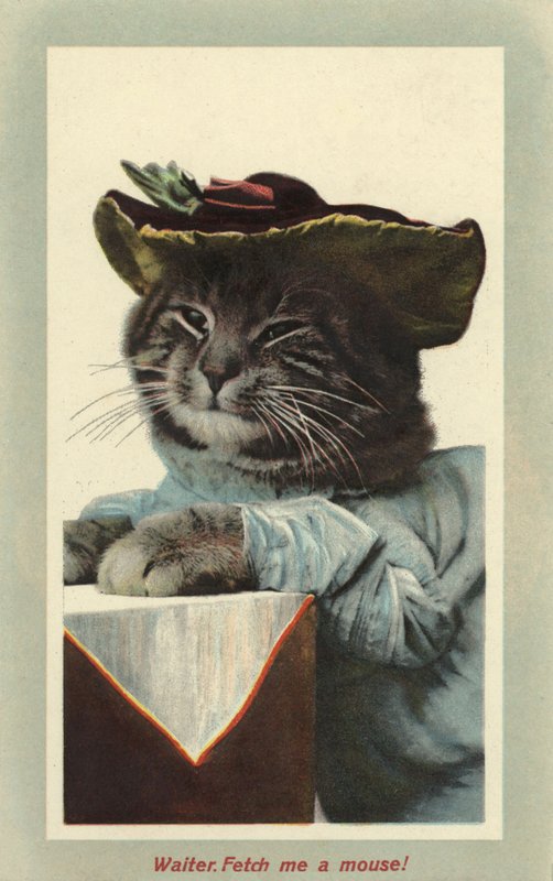 Katt med hatt (fargebilde) av English Photographer