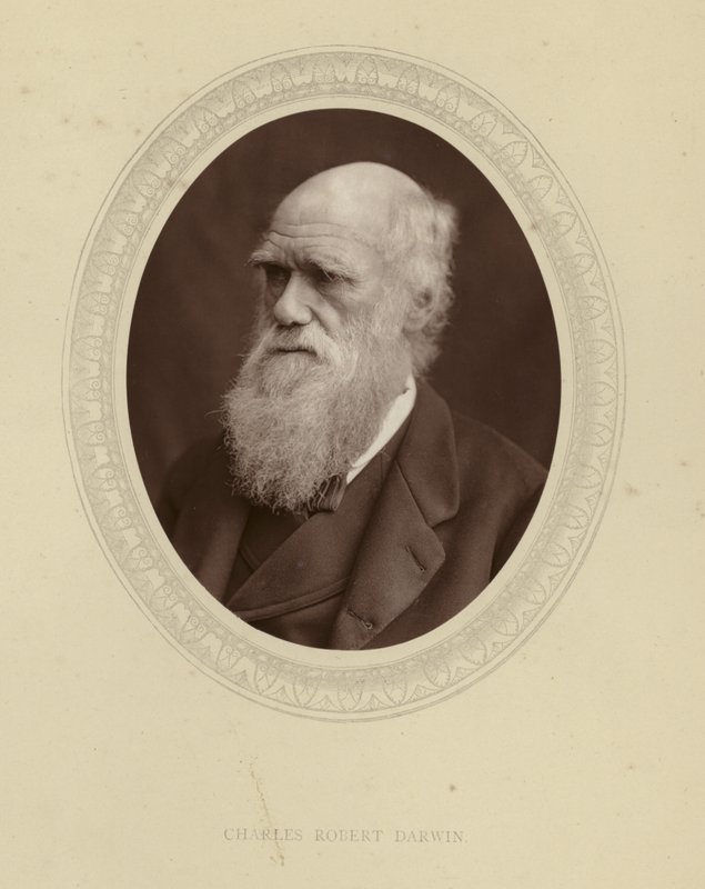 Charles Robert Darwin av English Photographer