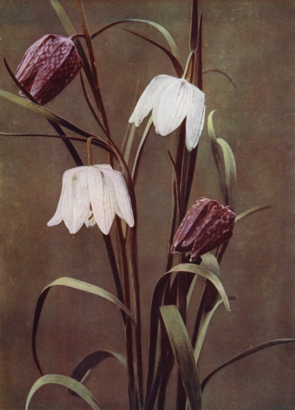 Fritillaries (bilde) av English Photographer