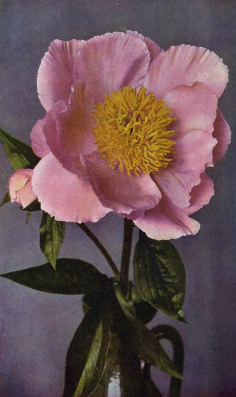 Peony, Kelway