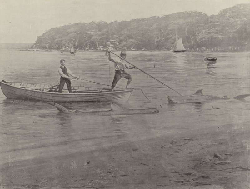 Haifiske, Chowder Bay av English Photographer