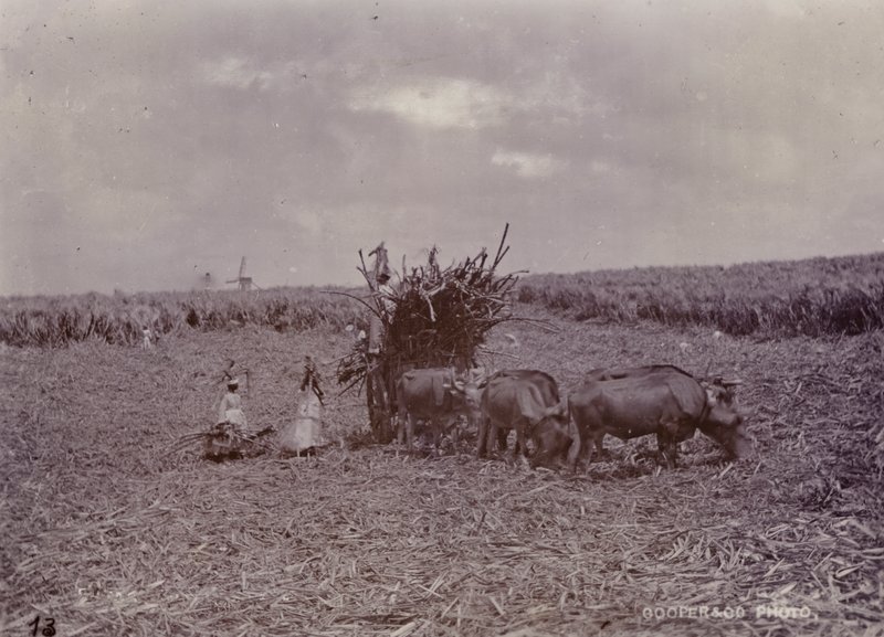 Sukkerplantasje, Barbados, 1880 av English Photographer