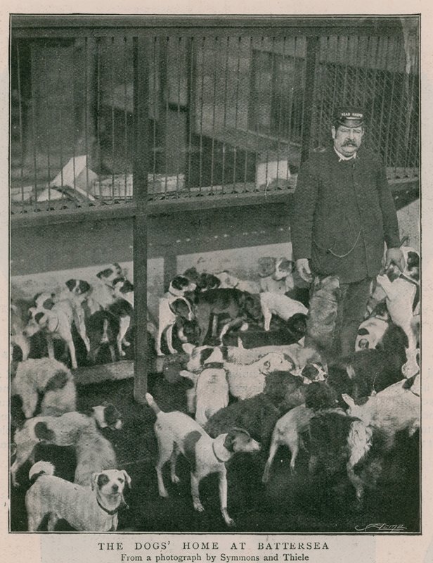 The Dogs Home at Battersea av English Photographer