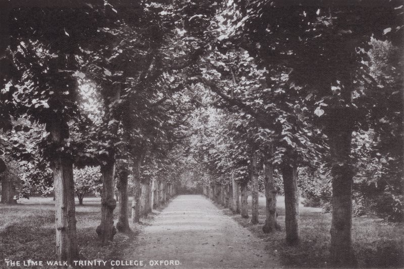 The Lime Walk, Trinity College, Oxford av English Photographer