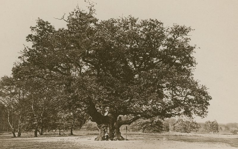 The Major Oak, Sherwood Forest av English Photographer