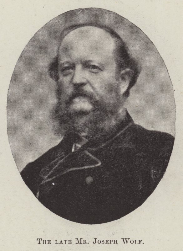 Avdøde herr Joseph Wolf av English Photographer