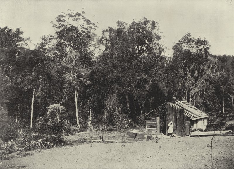 Woodcutter's Hut, Knysna (s/hvitt bilde) av English Photographer