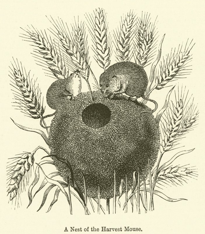 A Nest of the Harvest Mouse (gravering) av English School