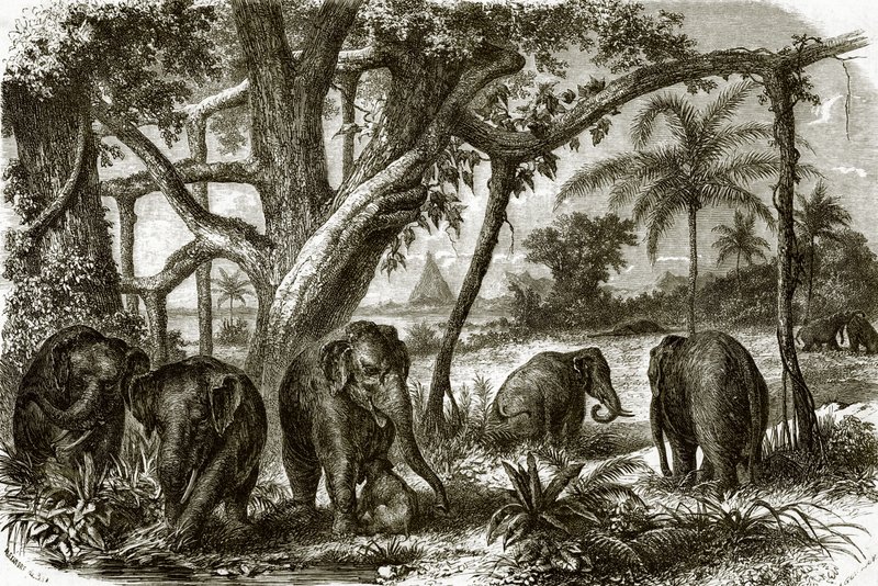 En skog på Ceylon av English School