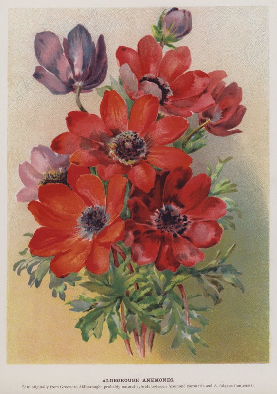 Aldborough Anemoner av English School