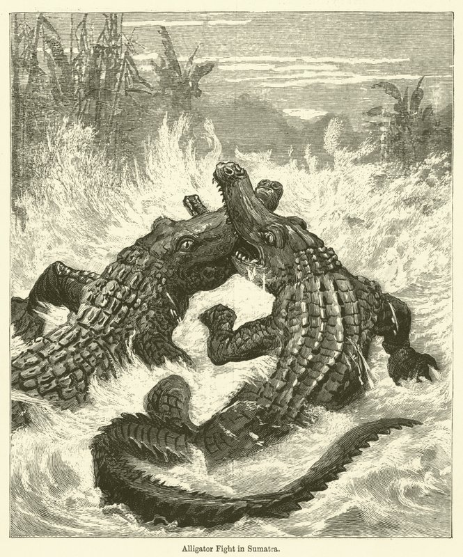 Alligatorkamp på Sumatra av English School