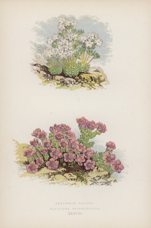 Androsace Villosa; Saxifraga Oppositefolia (farge litho) av English School