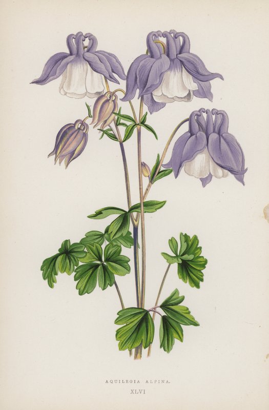 Aquilegia Alpina (farge litho) av English School