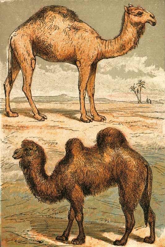 Arabisk kamel og baktrisk kamel av English School