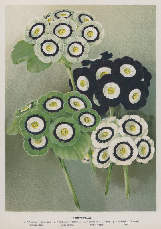 Auriculas av English School
