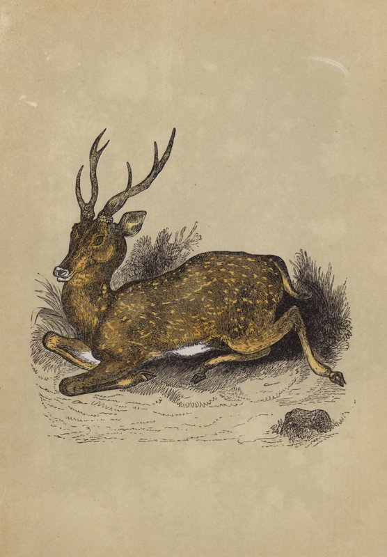 Axis Deer (farge litho) av English School