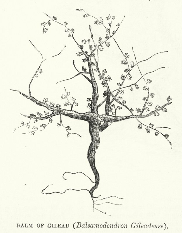 Balsam of Gilead, Balsamodendron Gileadense (gravering) av English School