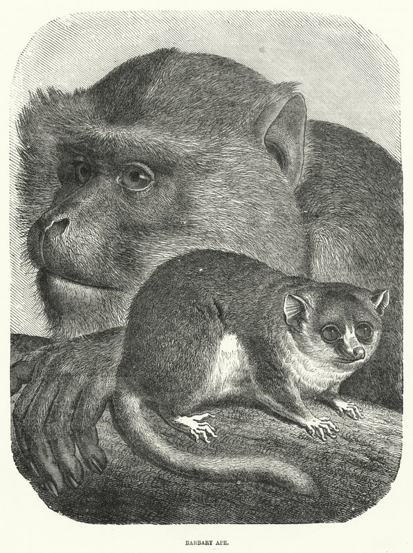 Barbary Ape (gravering) av English School