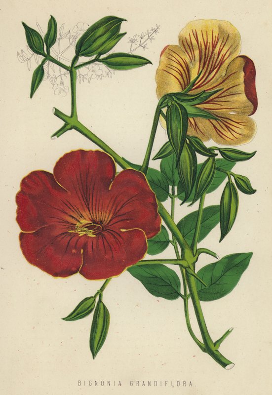 Bignonia Grandiflora (chromolitho) av English School
