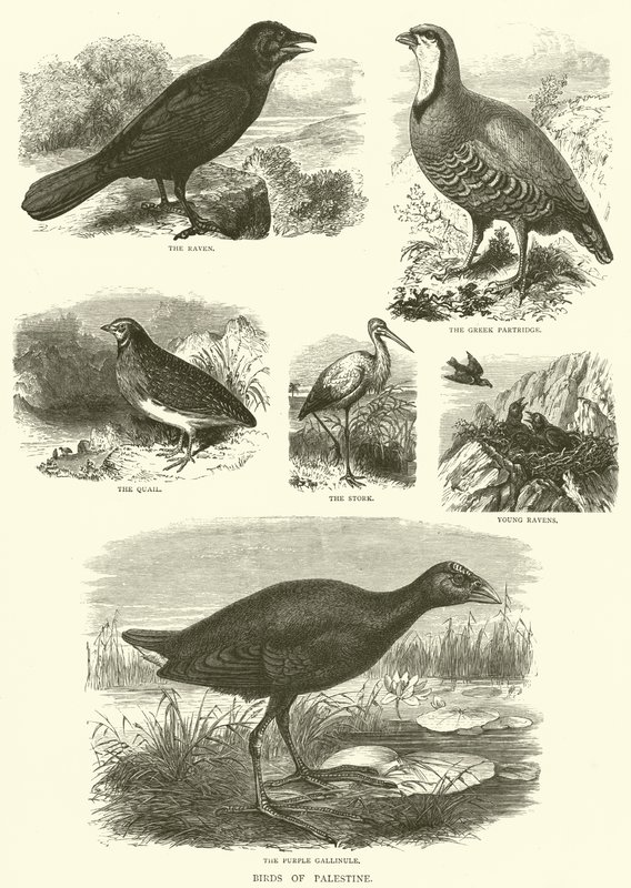 Birds of Palestine (gravering) av English School