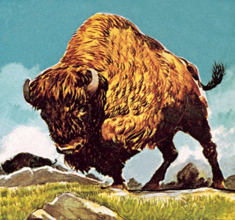 Bison av English School
