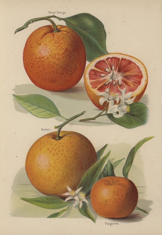 Blodappelsin, Sustain, Tangerine av English School