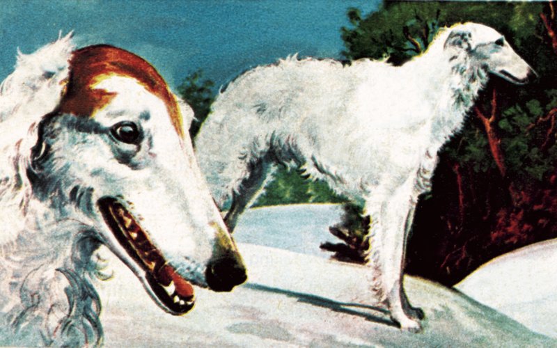 Borzoi av English School
