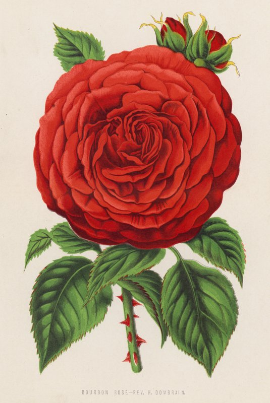 Bourbon Rose, Rev H Dombrain (litho-farge) av English School