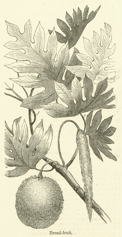 Brød-frukt (gravering) av English School