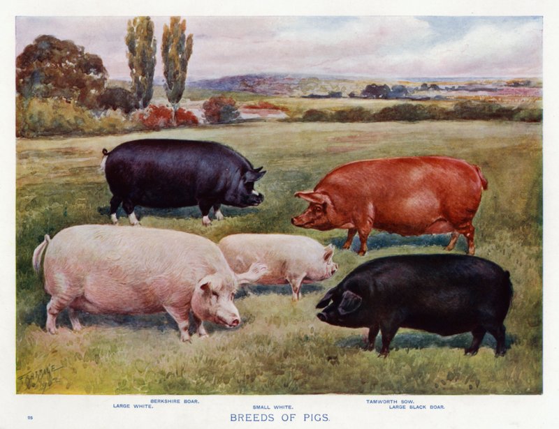 Griser (farge litho) av English School