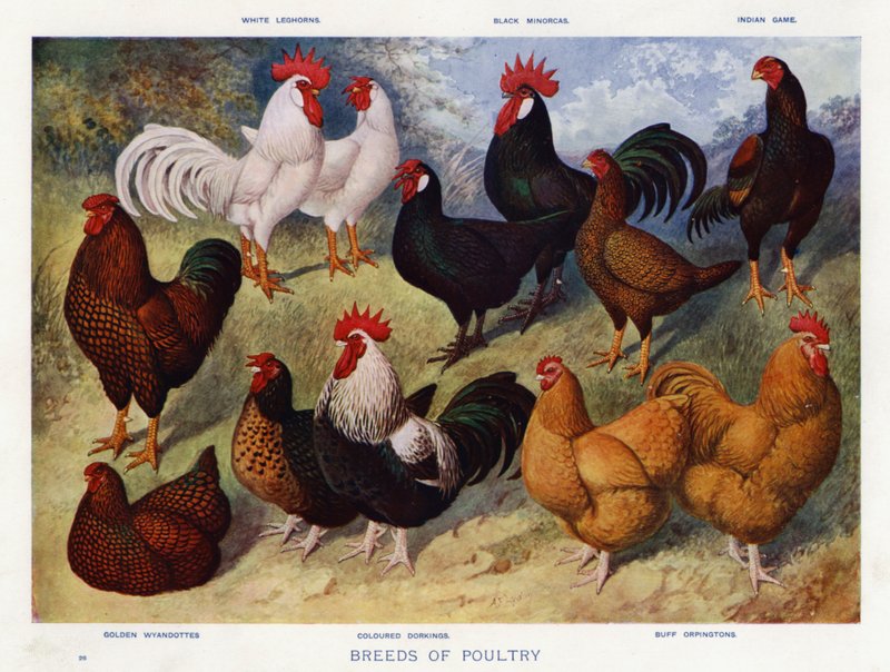 Raser av fjærkre (farge litho) av English School